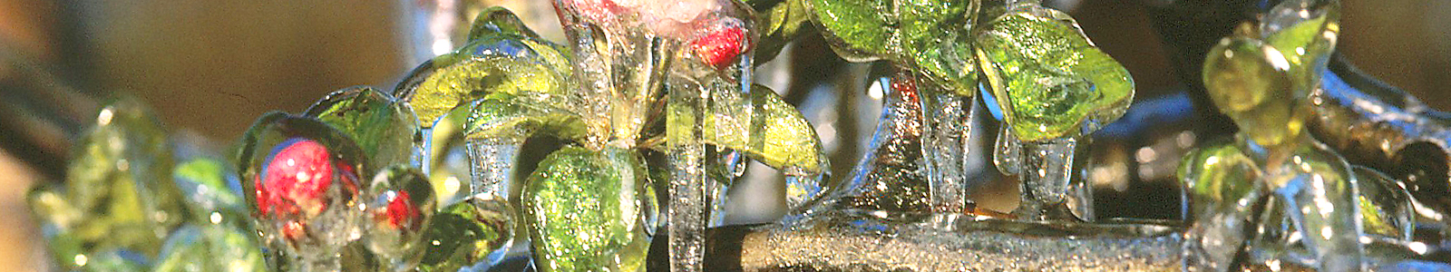 Eiszapfen an Obstblüten ©Feuerbach